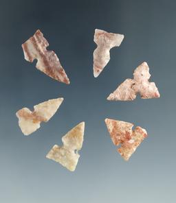 Set of 6 Texas arrowheads, largest is 3/4".