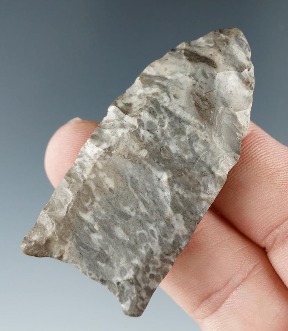 "2 3/16"" Paleo Fluted Clovis made from Onondaga Flint found near Springville, Erie Co., New York.