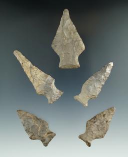 Set of five Ashtabula points found in New York, largest is 2 7/16".