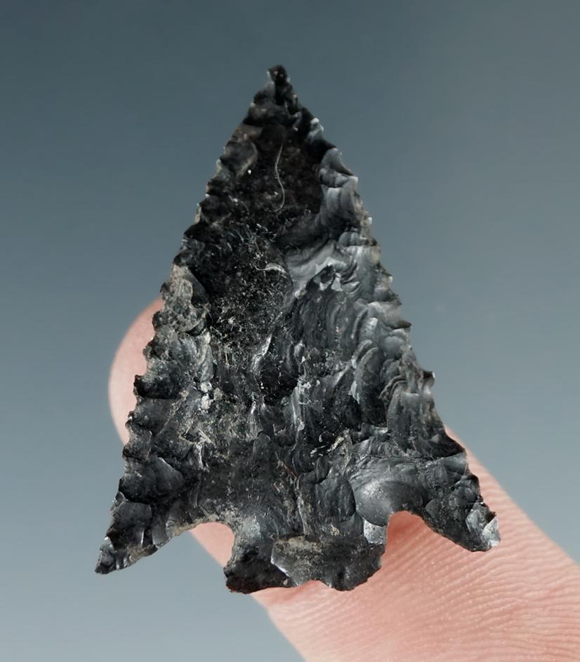 1 3/8" Serrated Diagonal Notch made from Obsidian, found in the Great Basin, Oregon.
