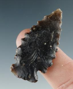 1 11/16" Serrated Merrybell found near the Columbia River, Sauvies Island, Oregon.