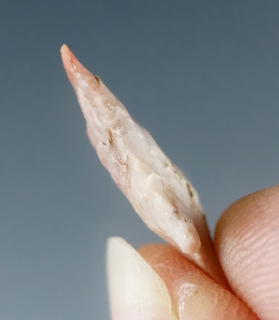 Excellent serrations on this 11/16" Calipooya made from attractive pink and white flint - Oregon.