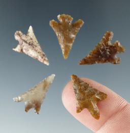 Set of five Columbia River Gem points found near the Columbia River, largest is 11/16".