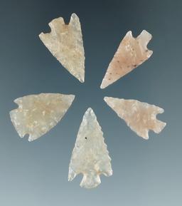 Group of five beautifully translucent Agate arrowheads found in Colorado. Largest is 15/16".