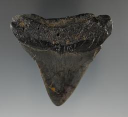 2 1/2" fossilized Megalodon sharks tooth found off the coast of North Carolina.