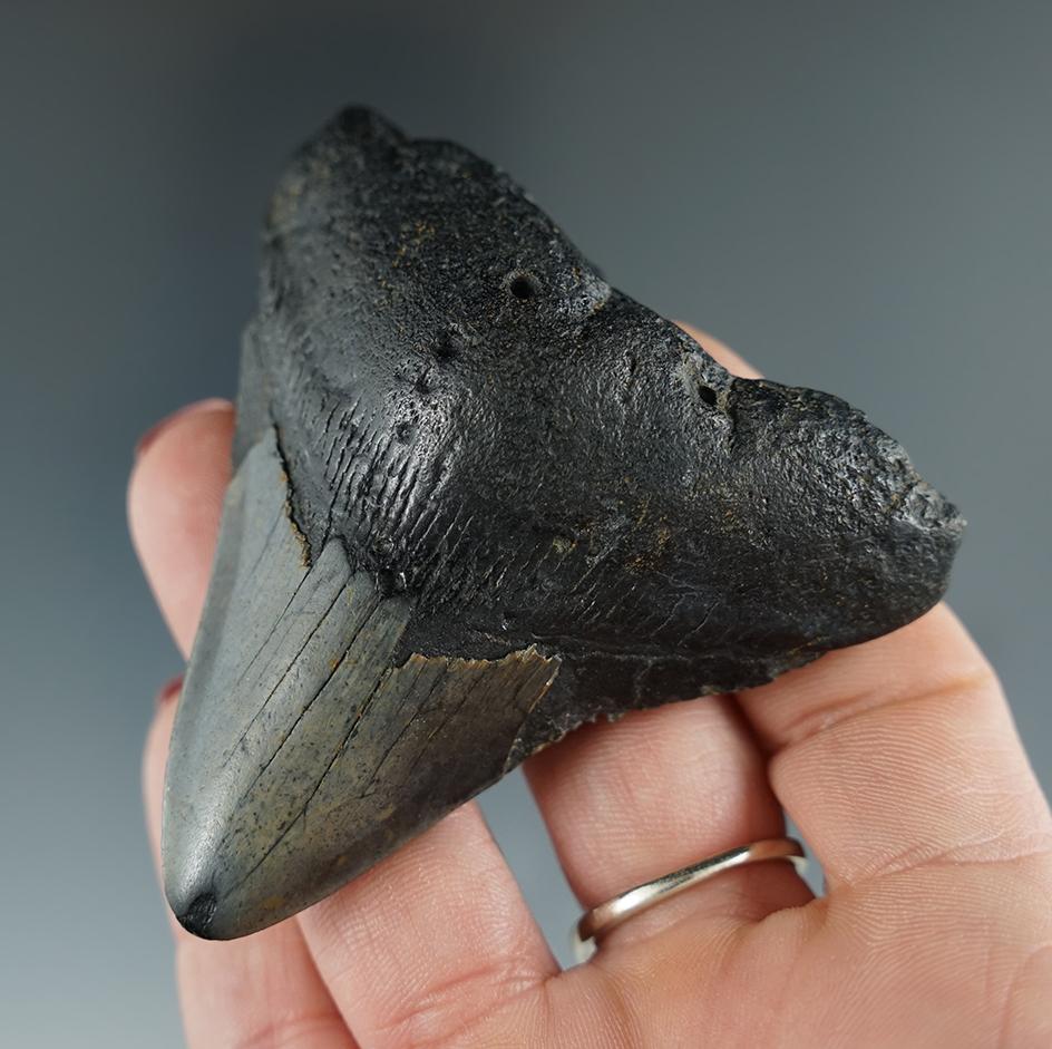 2 1/2" fossilized Megalodon sharks tooth found off the coast of North Carolina.