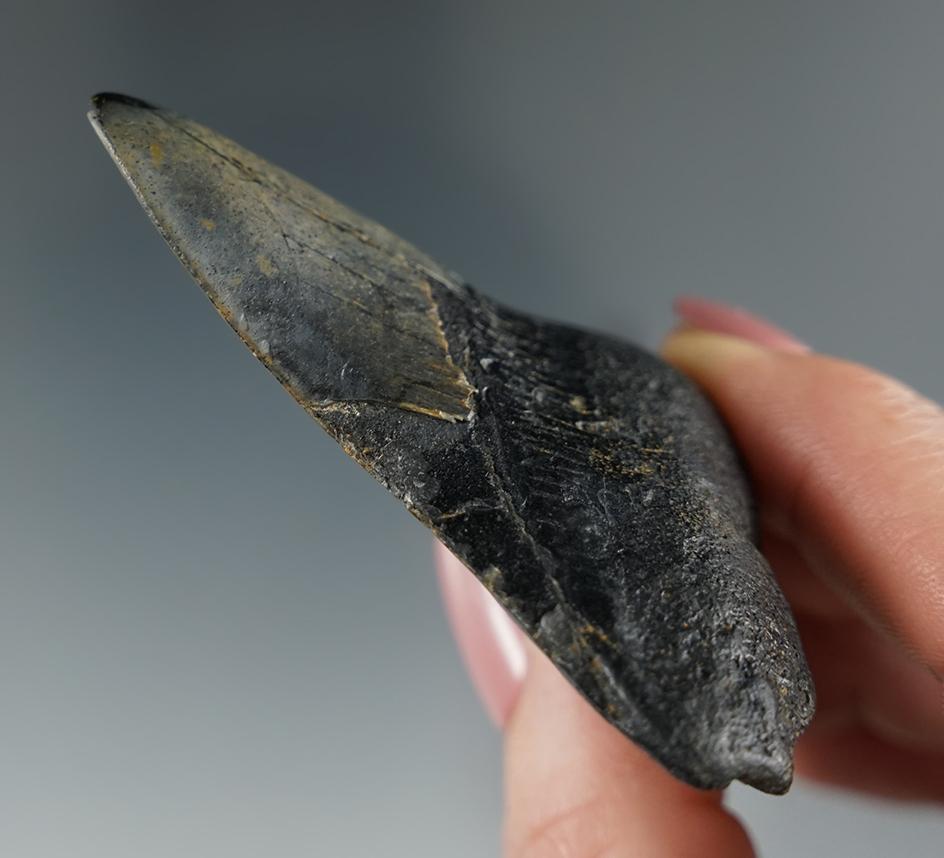 2 1/2" fossilized Megalodon sharks tooth found off the coast of North Carolina.