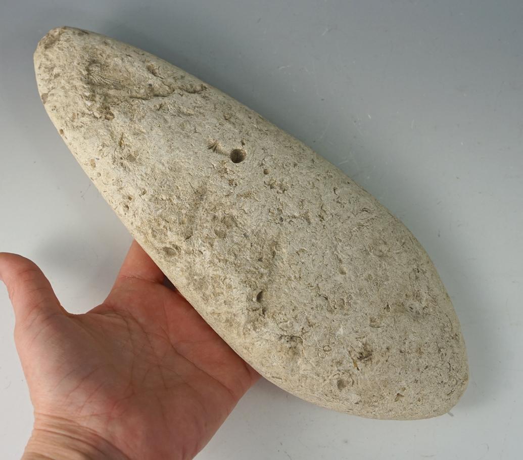 Large 10" long Spade found in Jackson County IL made from limestone with many embedded fossils.