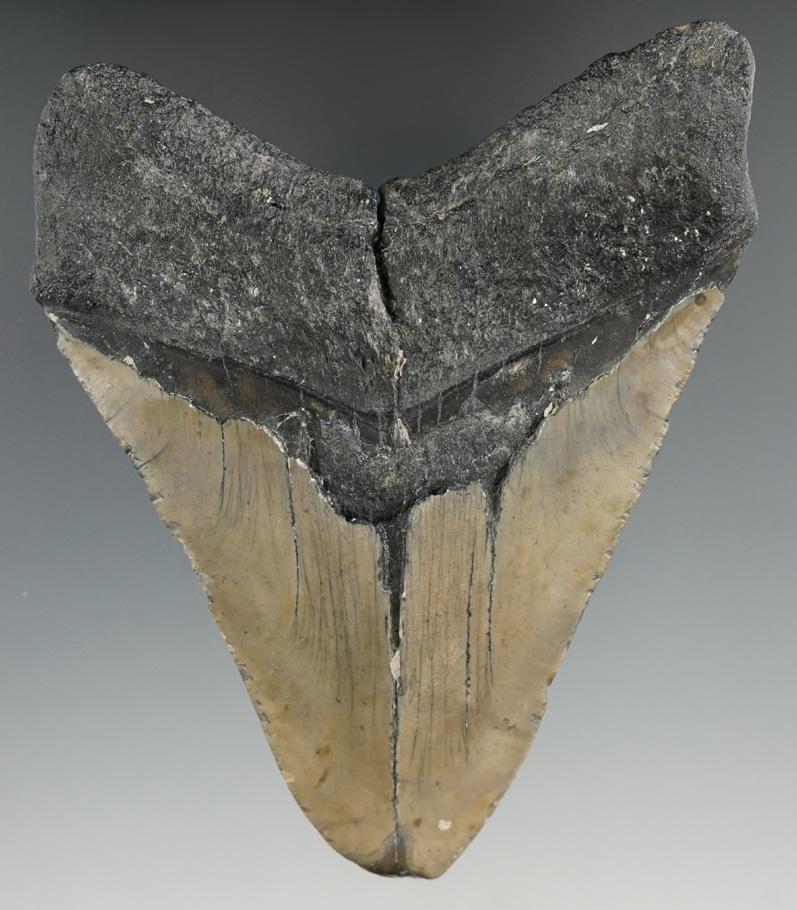 4 5/8" Fossilized Megalodon Sharks Tooth.