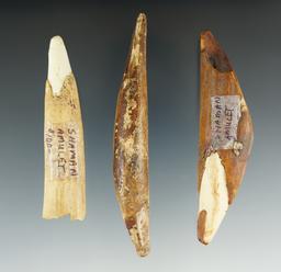 Set of three Inuit artifacts - ancient baby walrus teeth, two which are drilled for suspension.
