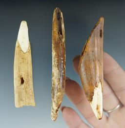 Set of three Inuit artifacts - ancient baby walrus teeth, two which are drilled for suspension.