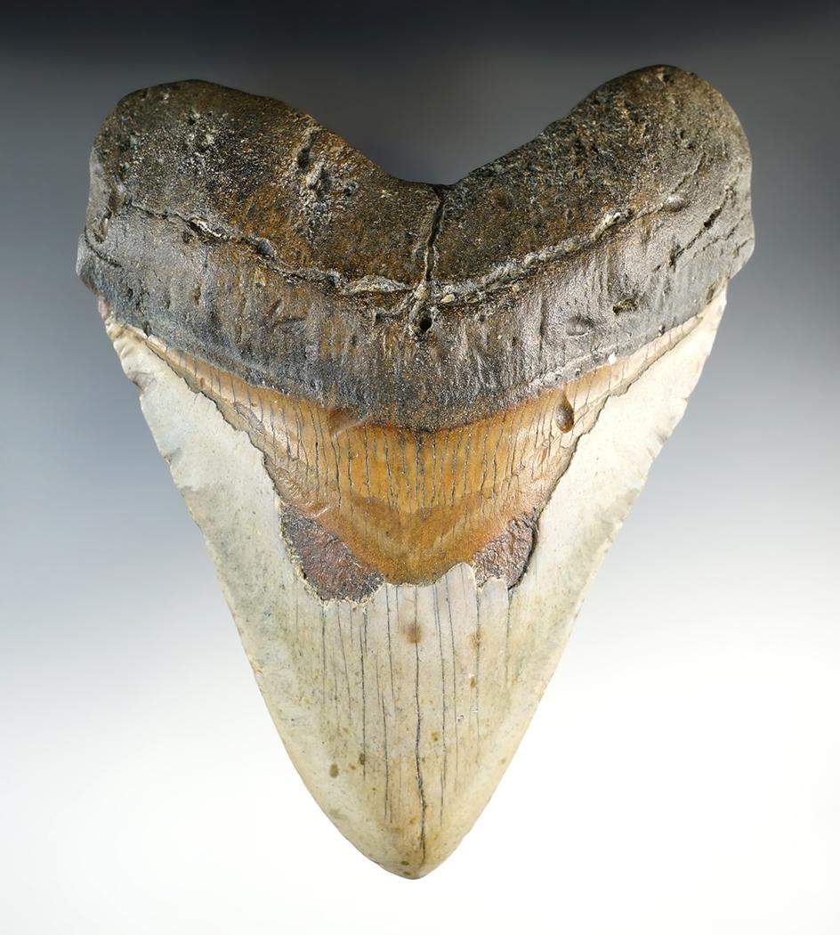 6" Fossilized Megalodon Sharks Tooth in outstanding condition. Excellent example.