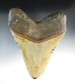 6" Fossilized Megalodon Sharks Tooth in outstanding condition. Excellent example.