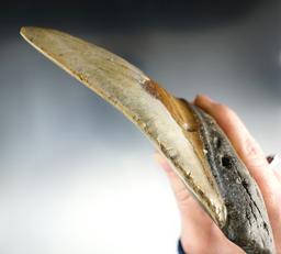 6" Fossilized Megalodon Sharks Tooth in outstanding condition. Excellent example.