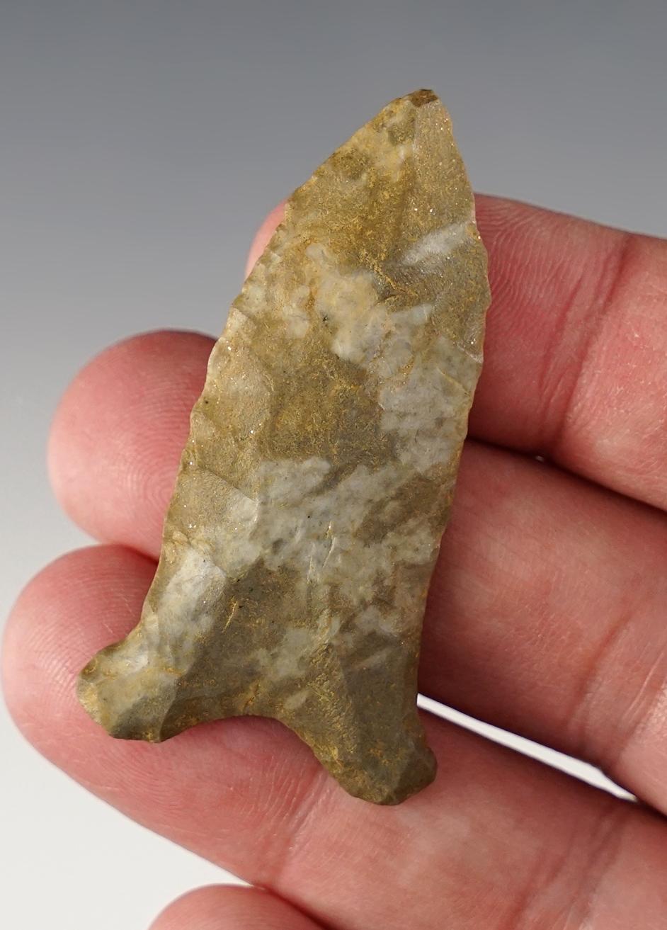 2 1/16" Paleo Quad found by Bill Barnes in Lauderdale Co., Alabama. Ft. Payne Chert.