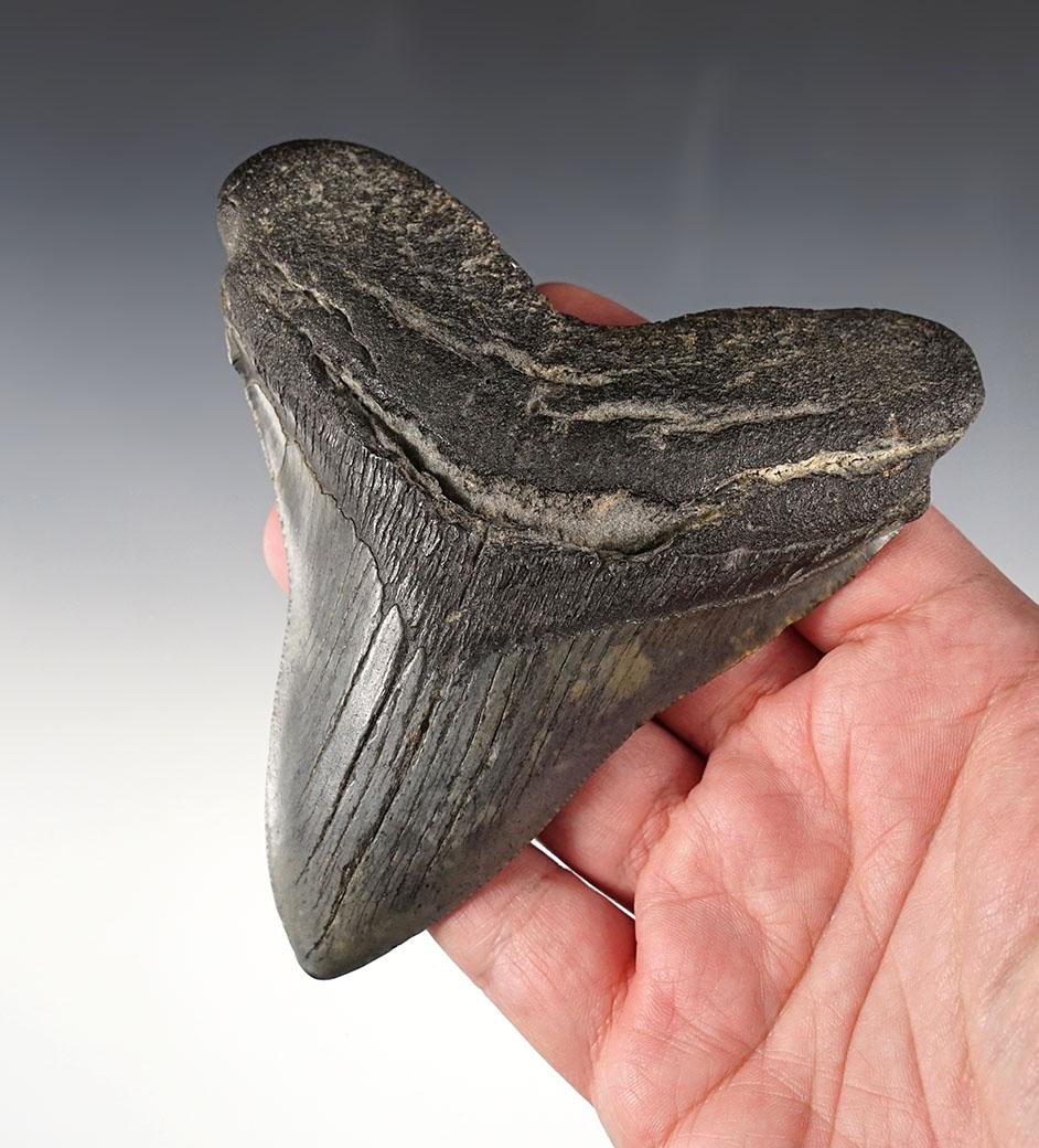 4 1/2" x 4 3/16" Fossilized Megalodon Sharks Tooth. Found in Dorchester Co., South Carolina.