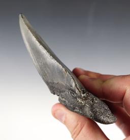 4 1/2" x 4 3/16" Fossilized Megalodon Sharks Tooth. Found in Dorchester Co., South Carolina.