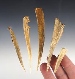 Set of 5 Bone Awls recovered at the Bloody Hill Site in Onondaga, New York. Largest is 4 5/8".