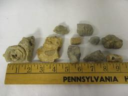 Fossil Rocks and Fossil Pieces