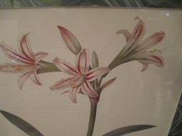 Pair of Framed and Matted Botanical Prints