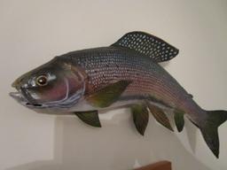 Arctic Grayling Full Body Taxidermy Mount with Wood Date/Location Plaque