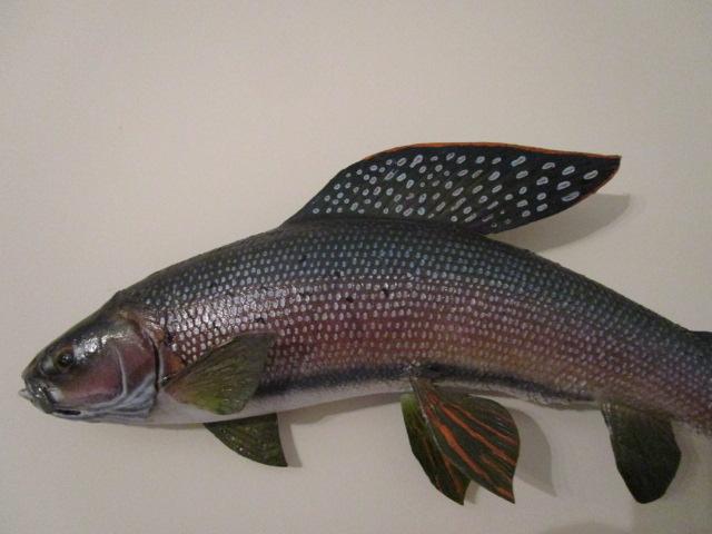 Arctic Grayling Full Body Taxidermy Mount with Wood Date/Location Plaque