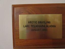 Arctic Grayling Full Body Taxidermy Mount with Wood Date/Location Plaque