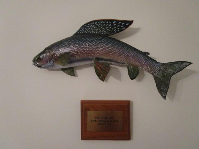 Arctic Grayling Full Body Taxidermy Mount with Wood Date/Location Plaque