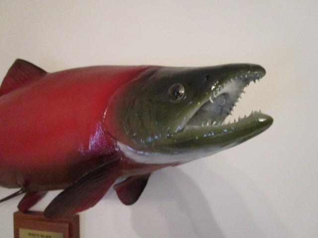 Sockeye Salmon Full Body Taxidermy Mount with Wood Date/Location Plaque