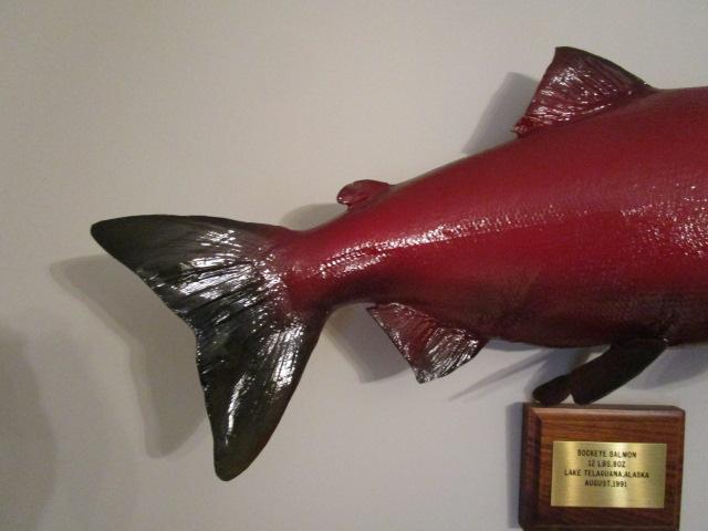 Sockeye Salmon Full Body Taxidermy Mount with Wood Date/Location Plaque