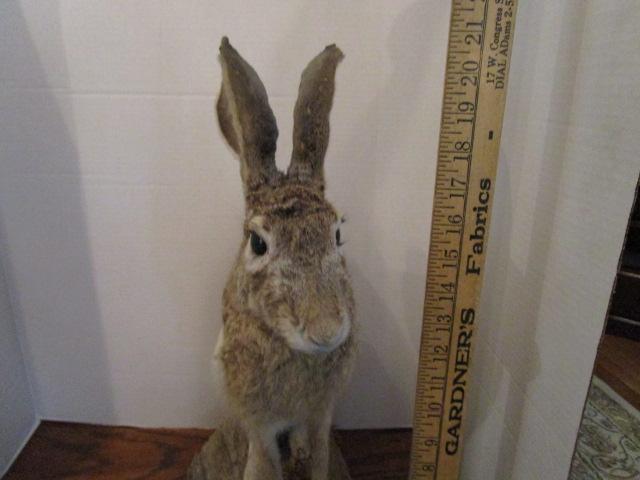 Jack Rabbit Full Body on Driftwood Taxidermy Mount