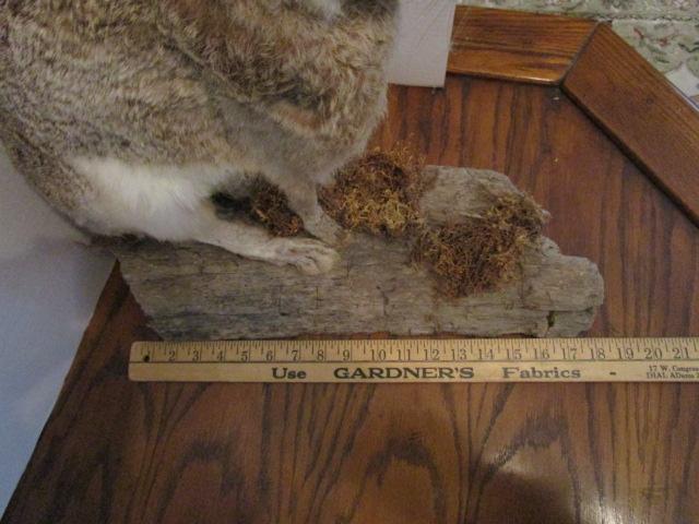 Jack Rabbit Full Body on Driftwood Taxidermy Mount