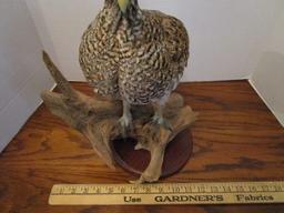 Gray Partridge Full Body on Driftwood/Wood Base Taxidermy Mount