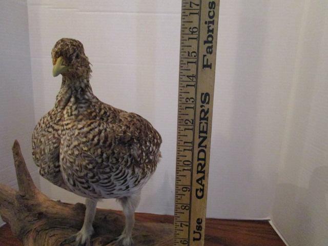 Gray Partridge Full Body on Driftwood/Wood Base Taxidermy Mount