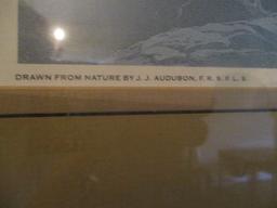 Framed/Matted Audubon N0. 47 "Long Billed Curlew" Engraving Artwork Print