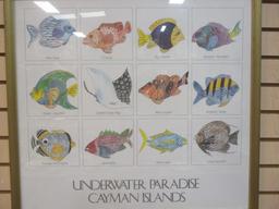 Framed Fish Print "Underwater Paradise Cayman Islands"