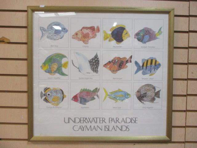 Framed Fish Print "Underwater Paradise Cayman Islands"