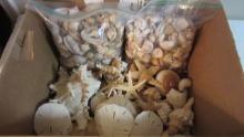 LARGE Collection of Seashells, Sand Dollars and Star Fish