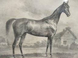 German "Olympia" Equestrian Lithograph of Etching