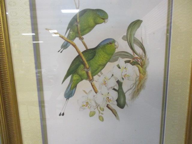 Parrot Prints Framed/Matted