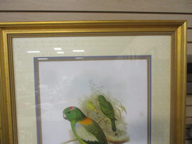 Parrot Prints Framed/Matted