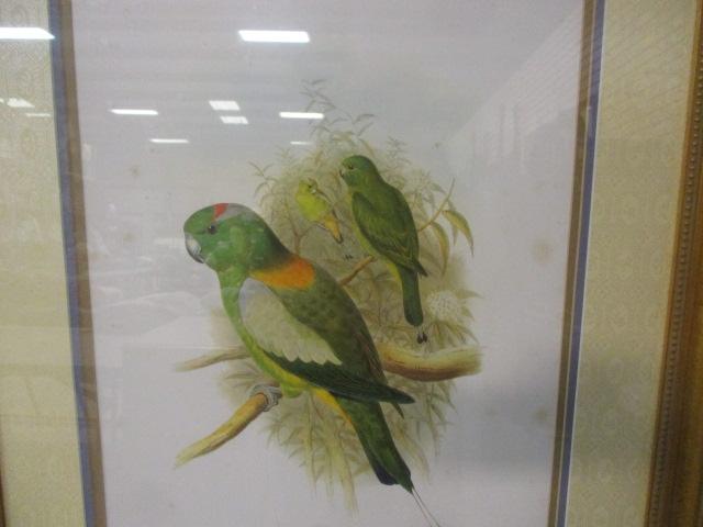 Parrot Prints Framed/Matted