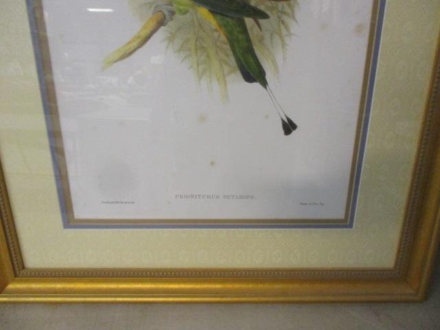 Parrot Prints Framed/Matted