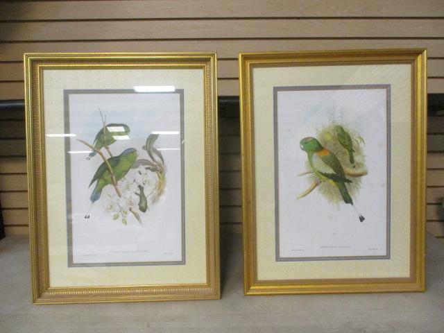 Parrot Prints Framed/Matted