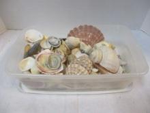 Sea Shell Grouping