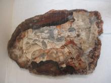 Rare Petrified Wood Cutting Board