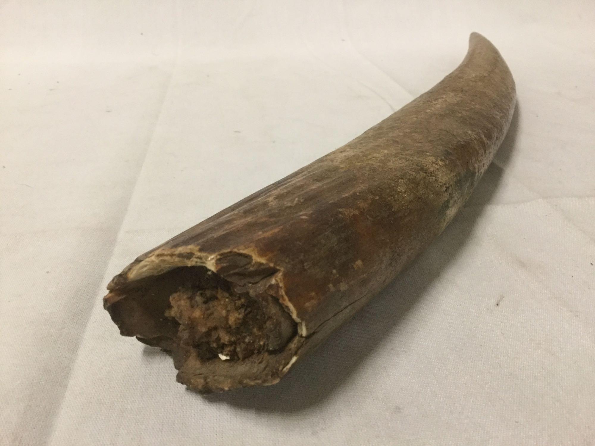 Fossilized walrus tusk found in Nome, Alaska in the 70's