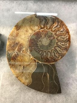 Case w/ large split fossilized Ammonite and 3 smaller whole fossilized ammonites