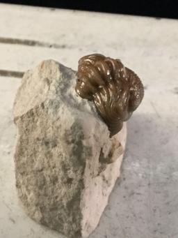 Very small authentic fossilized trilobite found in coal county, Oklahoma, see pics