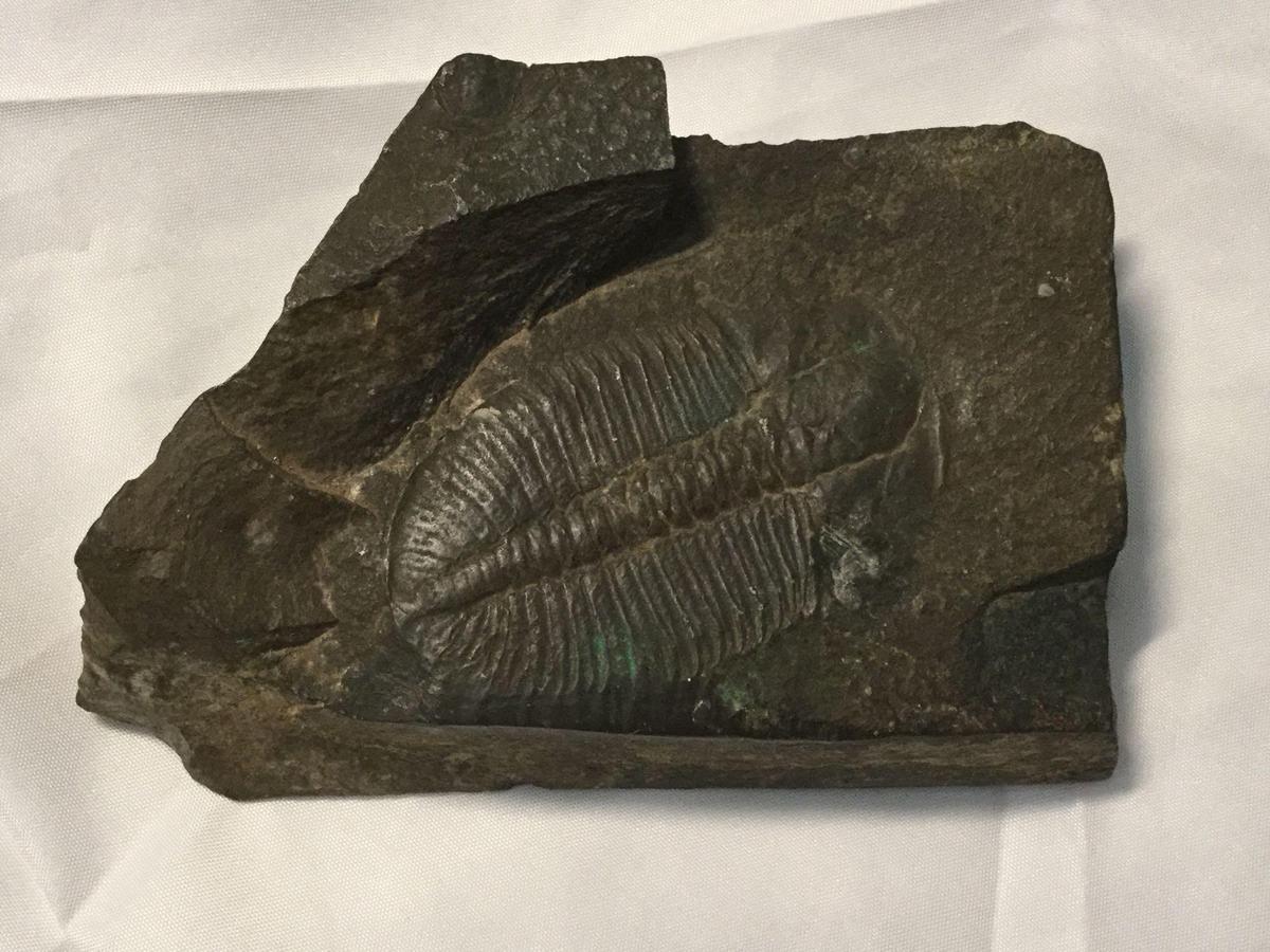 1 x 3 x 4.5 inch Trilobite Fossil